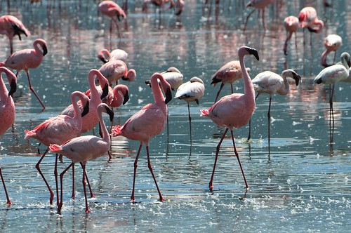 Image of les flamants roses