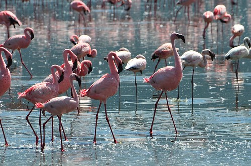 Image of Flamingos