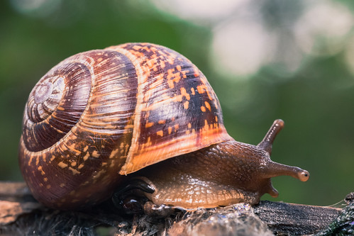 Image of les escargots