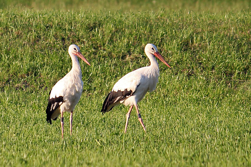 Image of Storks