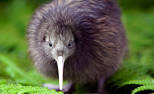 Image of les Kiwis