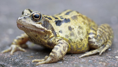 Image of Toads