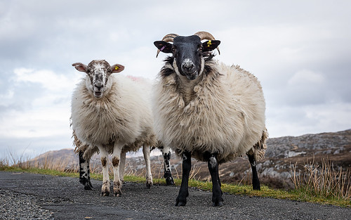 Image of les moutons