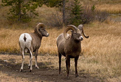 Image of Rams