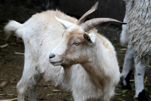 Image of Goats