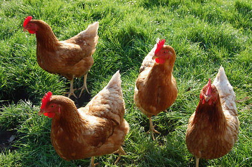 Image of les poulets
