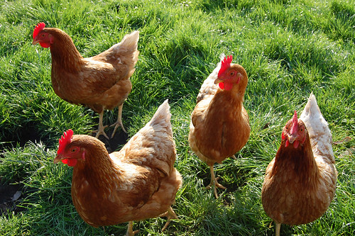 Image of Chickens