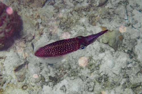 Image of los calamares