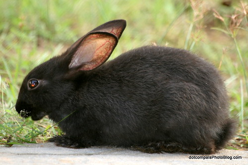 Image of Rabbits