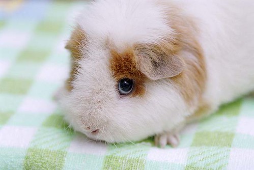 Image of Guinea Pigs