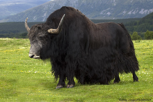 Image of les yaks