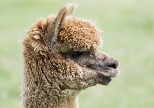 Image of las alpacas