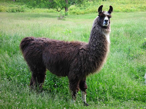 Image of les lamas