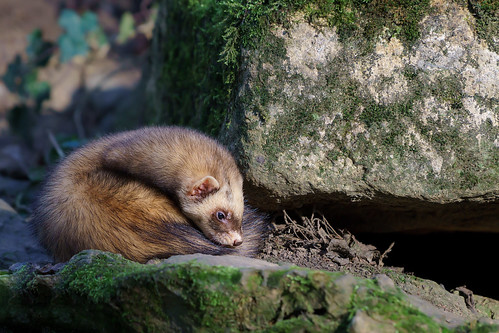 Image of Ferrets