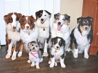 Image of Dogs