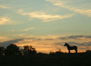 Image of Horses