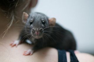Image of Ratten