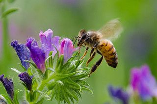 Image of las abejas