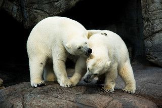 Image of les ours polaires