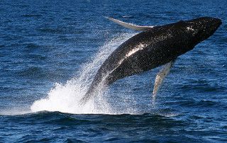 Image of Whales
