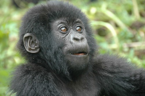 Image of les gorilles