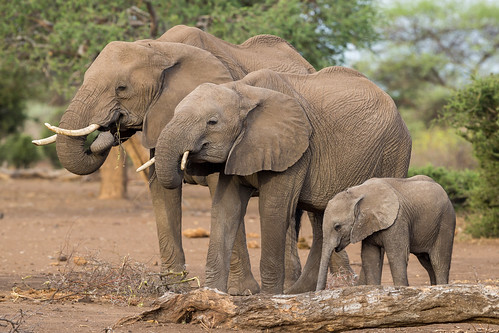 Image of los elefantes