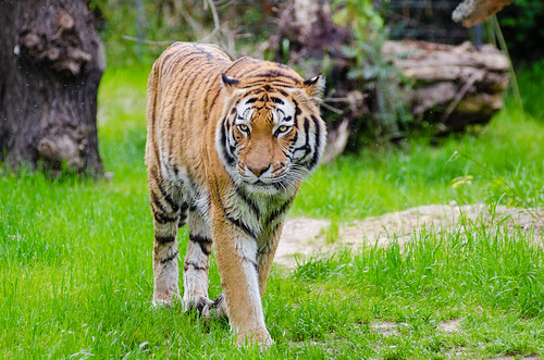 Image of Tiger