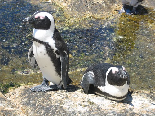 Image of los pingüinos