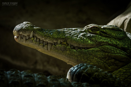 Image of Crocodiles