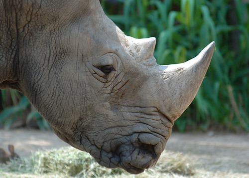 Image of Rhinoceros