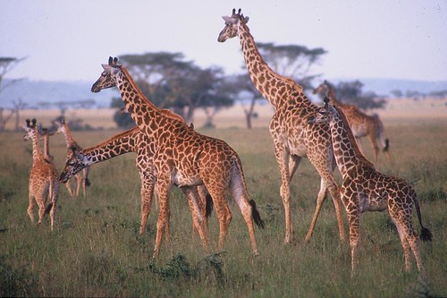 Image of les girafes