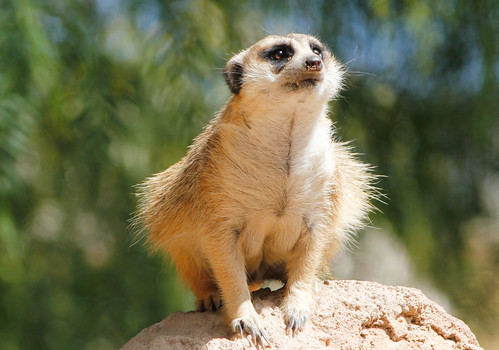 Image of Meerkats