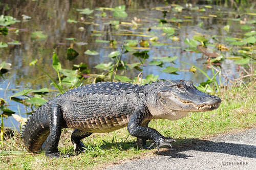 Image of Alligators