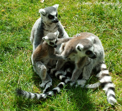 Image of Lemurs