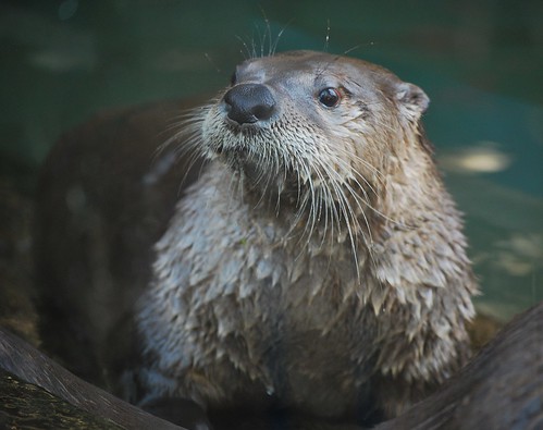 Image of Otters