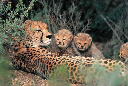 Image of Cheetahs