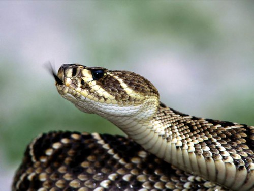 Image of Snakes