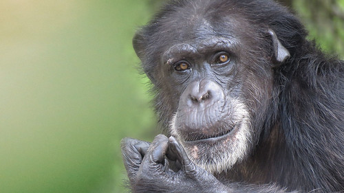 Image of Chimpanzees