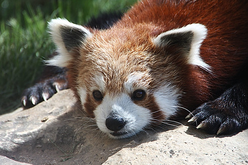 Image of los pandas rojos