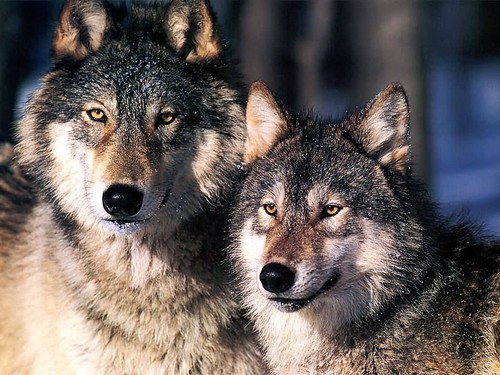 Image of Wolves