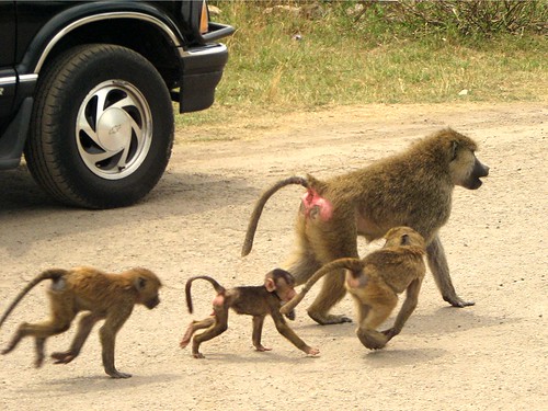 Image of Baboons