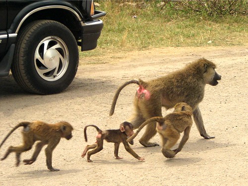 Image of Baboons