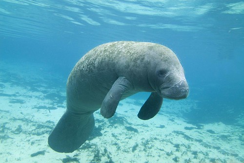 Image of Manatees