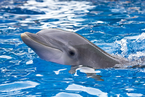 Image of los delfines