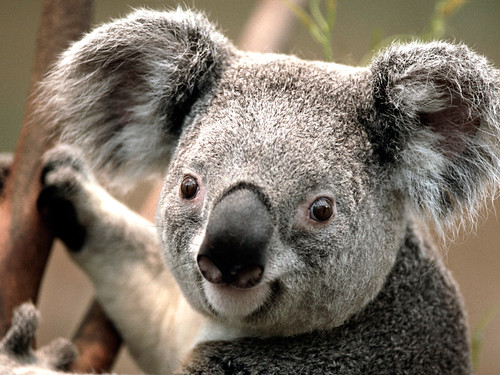 Image of les koalas